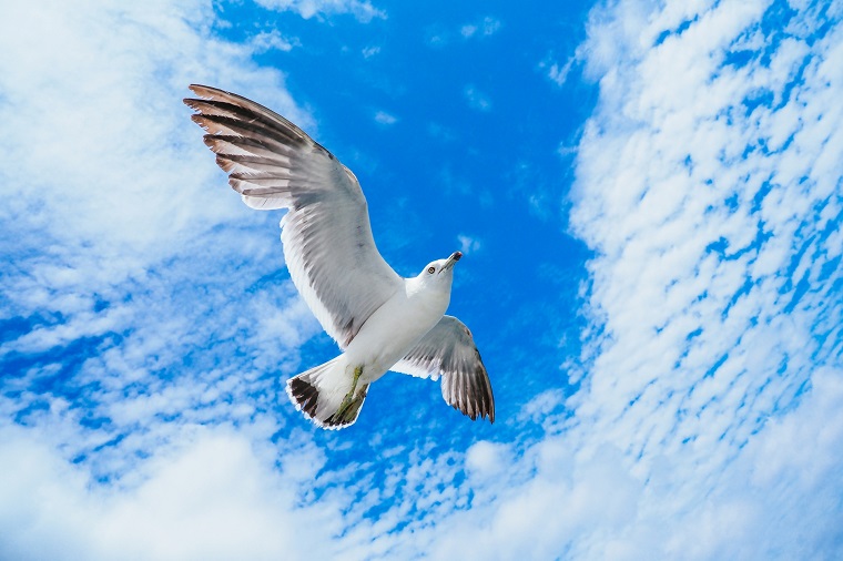 鳥が空を飛ぶために持っている特別な器官と仕組み 白鳥と昆虫と花などの自然観察