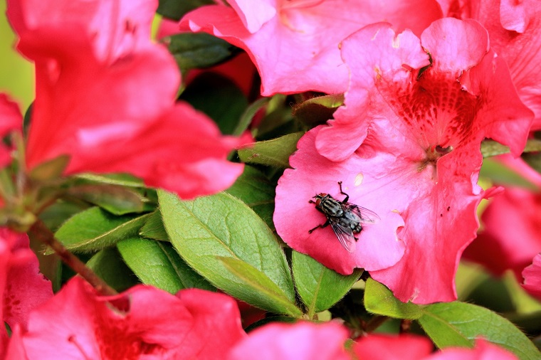 昆虫の不思議な能力とそのメカニズム解明への期待 白鳥と昆虫と花などの自然観察