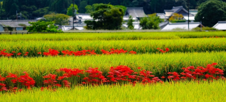 ヒガンバナは どのように日本中に広がったの ヒガンバナの毒 白鳥と昆虫と花などの自然観察