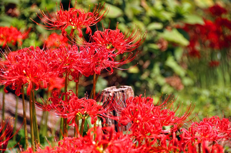 ヒガンバナは どのように日本中に広がったの ヒガンバナの毒 白鳥と昆虫と花などの自然観察