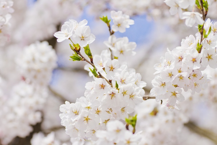 何故 桜の花は一斉に咲いて一斉に散るのでしょうか 白鳥と昆虫と花などの自然観察