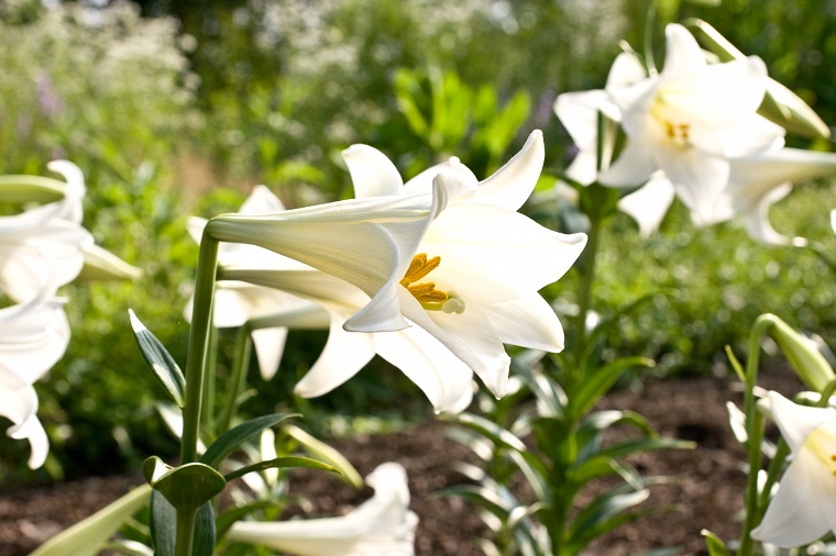 毎年 庭のどこかに生えて勝手に咲く花はテッポウユリではなかった 白鳥と昆虫と花などの自然観察