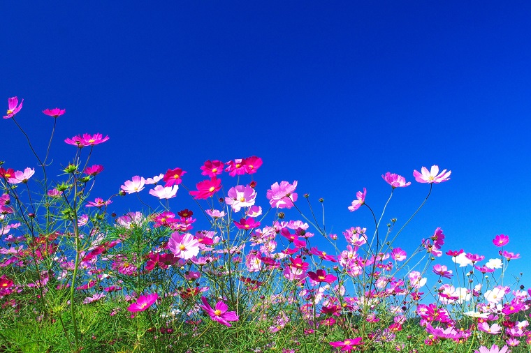 日本の秋を代表するコスモスの花と 遠い思い出 白鳥と昆虫と花などの自然観察