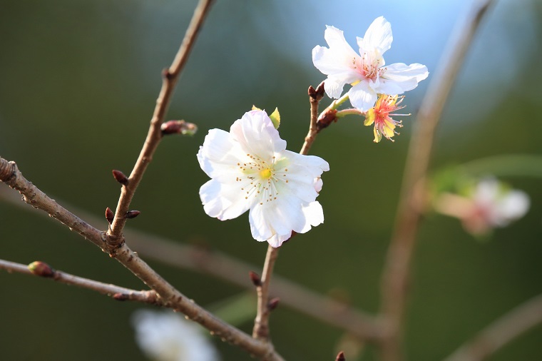 桜の狂い咲き