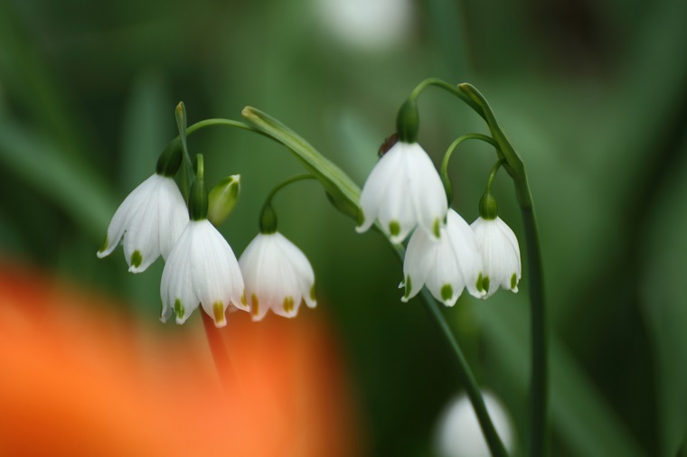 スノードロップの花は 真冬に咲く美し過ぎる白い妖精 白鳥と昆虫と花などの自然観察