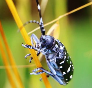 日本で人気no1甲虫 カミキリムシ の一般的な生態と成虫の食べ物 白鳥と昆虫と花等の自然観察