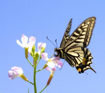 昆虫の変身理由は究極の姿を追求した結果だった 白鳥と昆虫と花などの自然観察