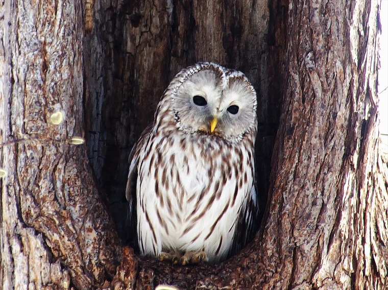 夜間に狩りをするフクロウの進化した特殊能力と大きな瞳の弱点 白鳥と昆虫と花などの自然観察