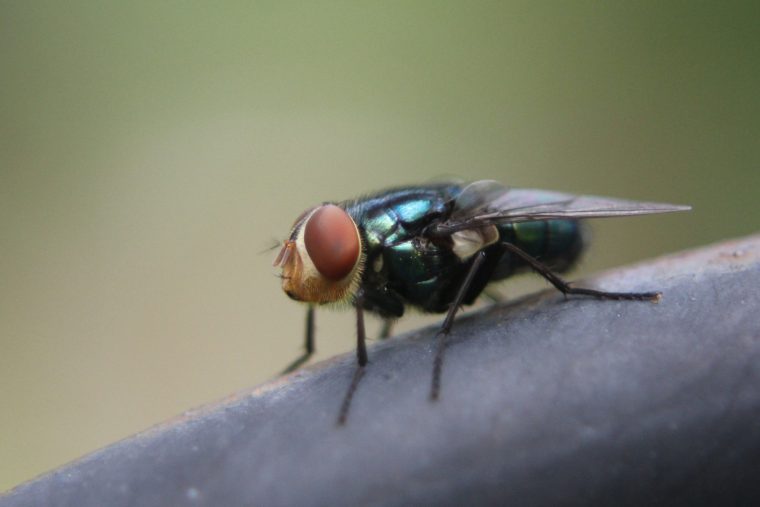 キンバエの手洗い仕草は特殊なセンサー感度を保つためだった 白鳥と昆虫と花などの自然観察