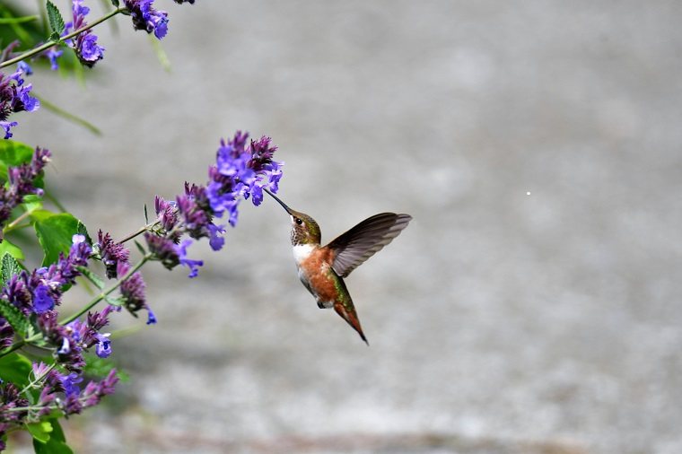 ハチドリの不思議な生態 熟睡するの なぜ主食が花の蜜なの 白鳥と昆虫と花などの自然観察