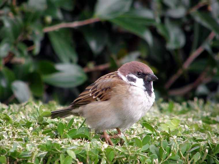 人に慣れてきたスズメ達から学ぶ 生き物たちとの接し方 白鳥と昆虫と花などの自然観察