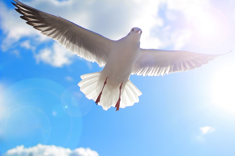 鳥が空を自由に飛ぶための翼の仕組み 白鳥と昆虫と花などの自然観察