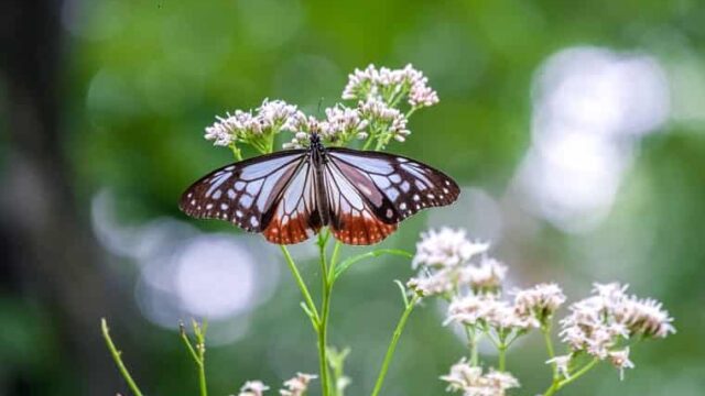 アサギマダラという海を渡る不思議な蝶 白鳥と昆虫と花などの自然観察