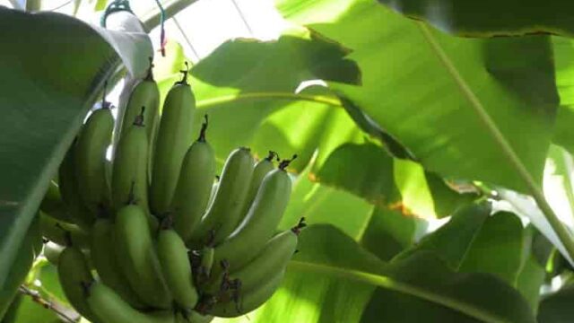 種の無いバナナはどうやって増えているの 白鳥と昆虫と花などの自然観察