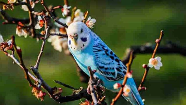 インコは夢を見る鳥でした 脳の活動とインコの居眠りの関係 白鳥と昆虫と花などの自然観察