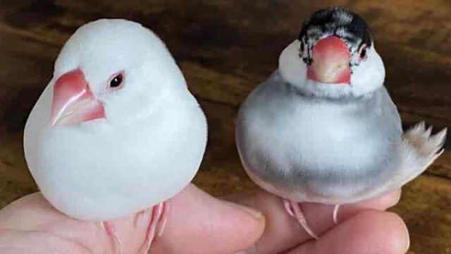 野鳥の突然死 白鳥と昆虫と花などの自然観察