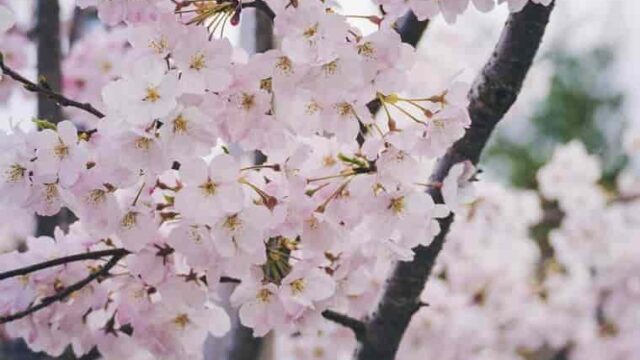 桜 白鳥と昆虫と花などの自然観察