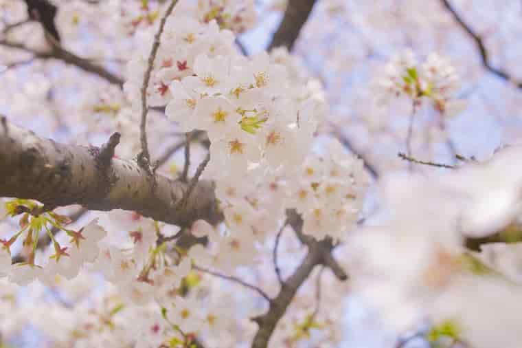 桜 白鳥と昆虫と花などの自然観察