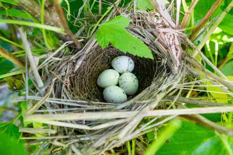 野鳥の巣と卵