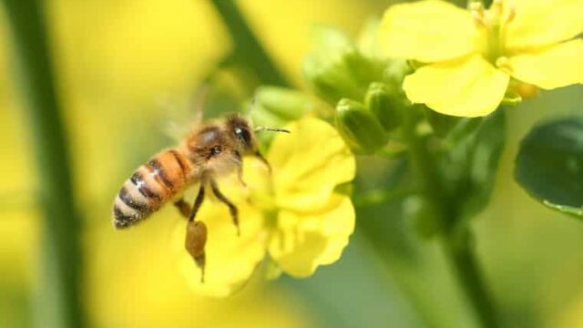 ハチミツとミツバチが集めた蜜の関係 蜜と花粉の運び方 白鳥と昆虫と花などの自然観察