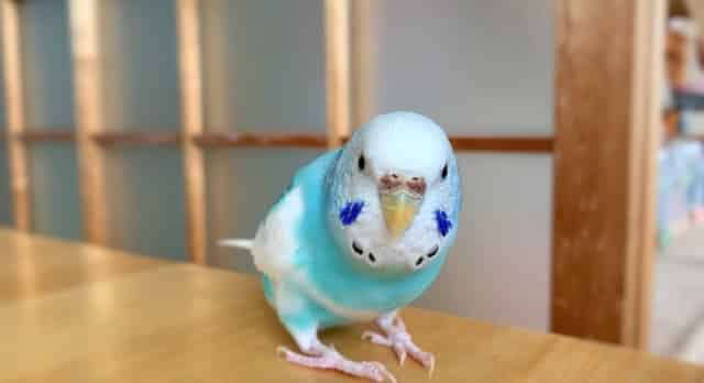 インコは夢を見る鳥でした 脳の活動とインコの居眠りの関係 白鳥と昆虫と花などの自然観察