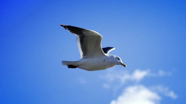 鳥が空を飛ぶために持っている特別な器官と仕組み 白鳥と昆虫と花などの自然観察