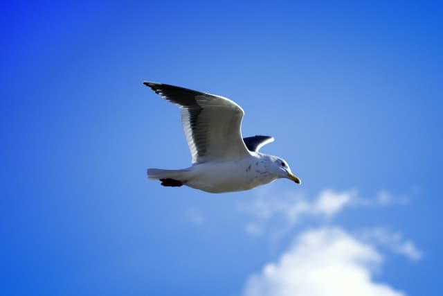 鳥の気嚢と脈管系の働き 白鳥と昆虫と花などの自然観察