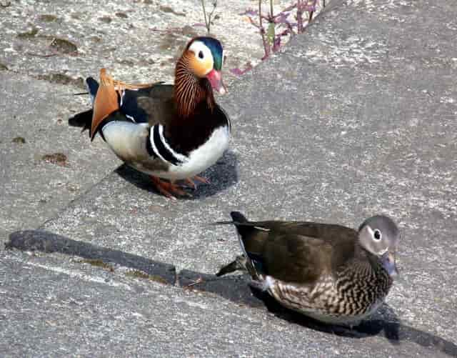 鳥の夫婦の様々な形態 白鳥と昆虫と花などの自然観察