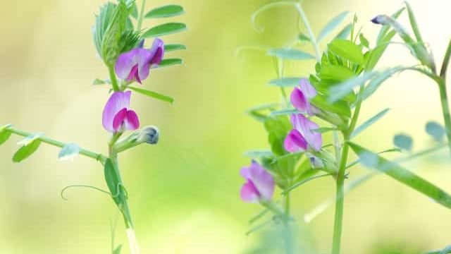 大雑把な植物の分類は 以外にも判りやすく作られていました 白鳥と昆虫と花などの自然観察