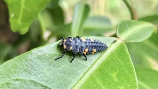 昆虫の分類と体の特徴 白鳥と昆虫と花などの自然観察