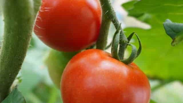 トマトは野菜なのか果物なのか 世界一大きく育てたトマトの株 白鳥と昆虫と花などの自然観察