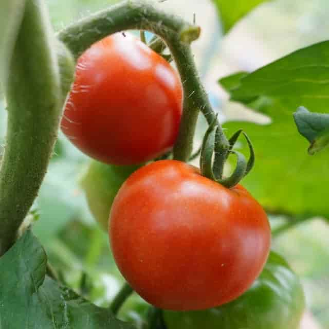 トマトは野菜なのか果物なのか 世界一大きく育てたトマトの株 白鳥と昆虫と花などの自然観察