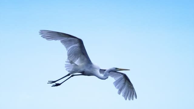 鳥の代表的な飛び方 飛行パターン名称と飛行方法 白鳥と昆虫と花などの自然観察