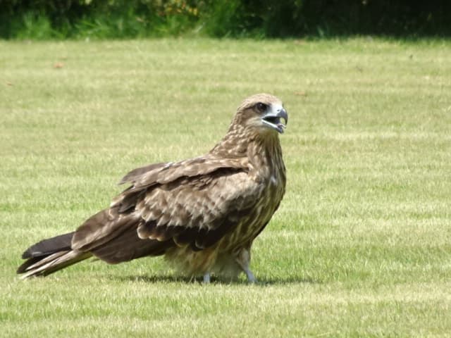 トンビがカラスを追い出さない理由 白鳥と昆虫と花などの自然観察