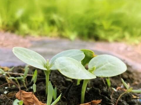 タネの休眠とは 白鳥と昆虫と花などの自然観察