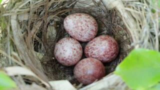 野鳥の卵