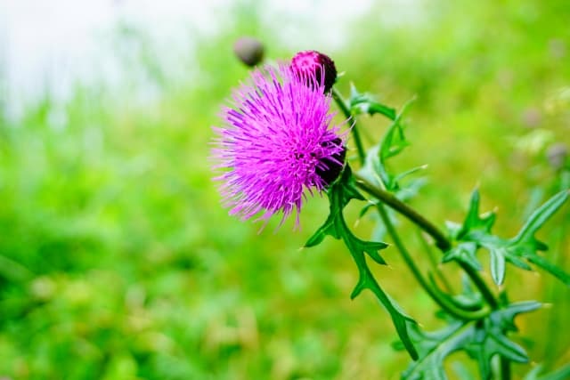 野に咲く美しさと強さを秘めた独特なアザミの魅力 白鳥と昆虫と花などの自然観察