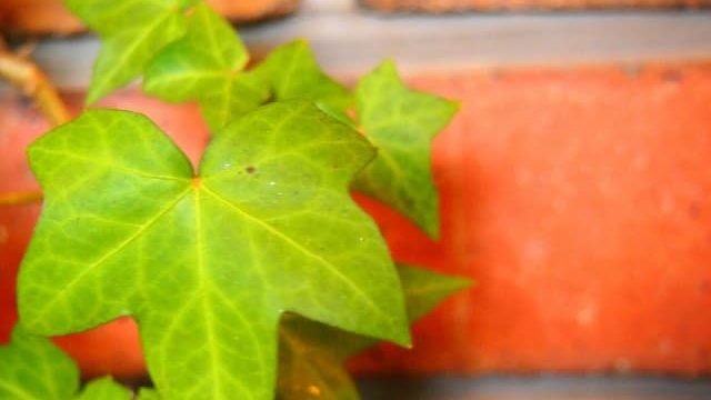 ツル植物がぐんぐん成長する理由と仕組み 白鳥と昆虫と花などの自然観察